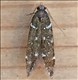 0734 (35.064)<br>Argolamprotes micella